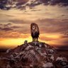 Profilbild von King Charles