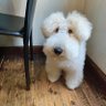 doodle my poodle profil fotoğrafı