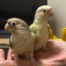 ↑🐤きょん🐤🐾 Wonderful Opportunity 的头像
