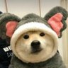 Profilbild von 奶螺