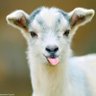 Zuvaan Bakari profil fotoğrafı