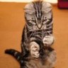 ヨウカイテイオー 的头像