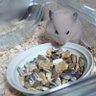 たしん 的头像