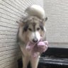 Fortuna profil fotoğrafı