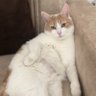 kedi sever profil fotoğrafı