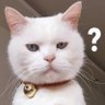 Profilbild von NekoMiao
