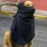 perromalo 的头像