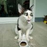 บะบะโอ้วววบะบะ profil fotoğrafı