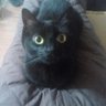 Érica Machado🐈🐕💎 profil fotoğrafı