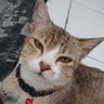 Profilbild von kucinghitam