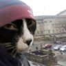 Diavolo's profile picture