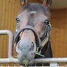 シーくん@競馬呟き垢's profile picture