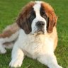 Profilbild von Barnabe