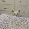 bing bong's profile picture