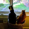 Merlin🌈&Freyja & Sylvester & Puck's profile picture