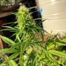 coco_loco malandro profil fotoğrafı