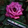 Nour Nabil profil fotoğrafı