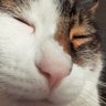嶋野の狂猫・マンチカン😸 profil fotoğrafı
