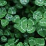 Profilbild von 🧩 ren21 🍀☘️🍀