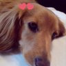 ジンちゃん🐶🌏🐢🐹🧸🐘🍋🍻🫶's profile picture