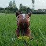 フジミラクル's profile picture