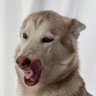 もふぞう 的头像