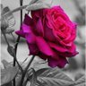 juc@. profil fotoğrafı