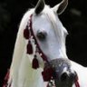 Фото профиля ساره عبدالله