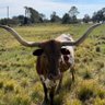 Temu Salami's profile picture