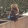Squirrel 的头像