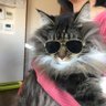 Profilbild von レンカ