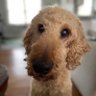 S D1's profile picture