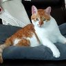 翔 profil fotoğrafı