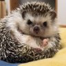 はりのやま profil fotoğrafı