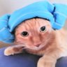 ナナマル's profile picture