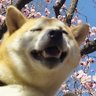 ルキノン's profile picture