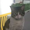 MuToZ profil fotoğrafı