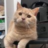 Profilbild von へずまの猫もち(原田もち)