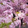Фото профиля 🌸モッチャン🌸