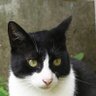 ネコ砂シャシャ(ネコウニョ)'s profile picture