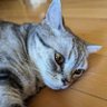 Фото профиля クリオココ