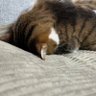 ドットトットト's profile picture