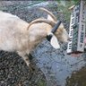 Katsikopodari 🐐 profil fotoğrafı