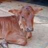 Фото профиля Raju