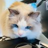 Profilbild von Lychee