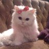 Profilbild von cherrymuchhh