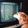 Strigampire's profile picture