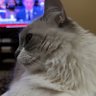 haroldo valadao profil fotoğrafı