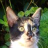 PiGoDi's profile picture