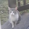 catcar123's profile picture